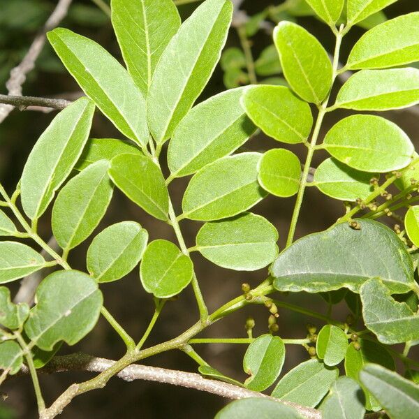Lonchocarpus lanceolatus Levél