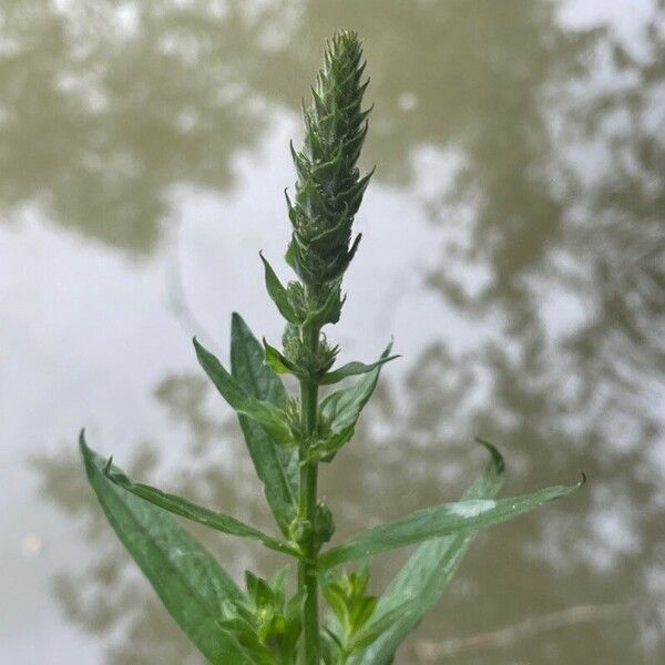 Lythrum salicaria Flower