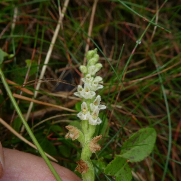 Goodyera repens Bark