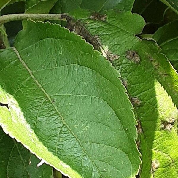 Malus domestica Feuille