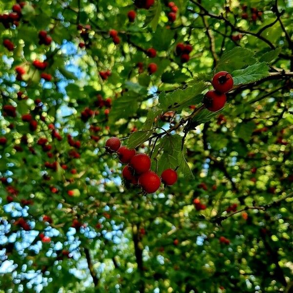 Crataegus coccinea عادت