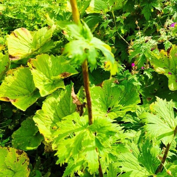 Aconitum orientale Іншае