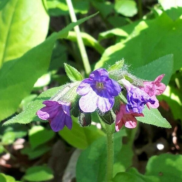 Pulmonaria obscura Blomma