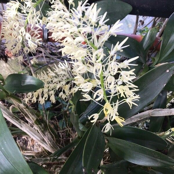 Dendrobium speciosum Hostoa