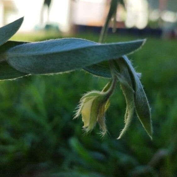 Crotalaria sagittalis Цвят