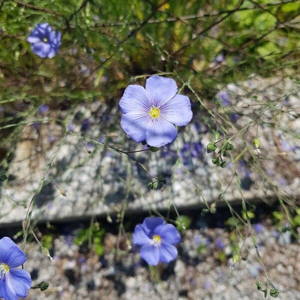 Linum perenne Λουλούδι