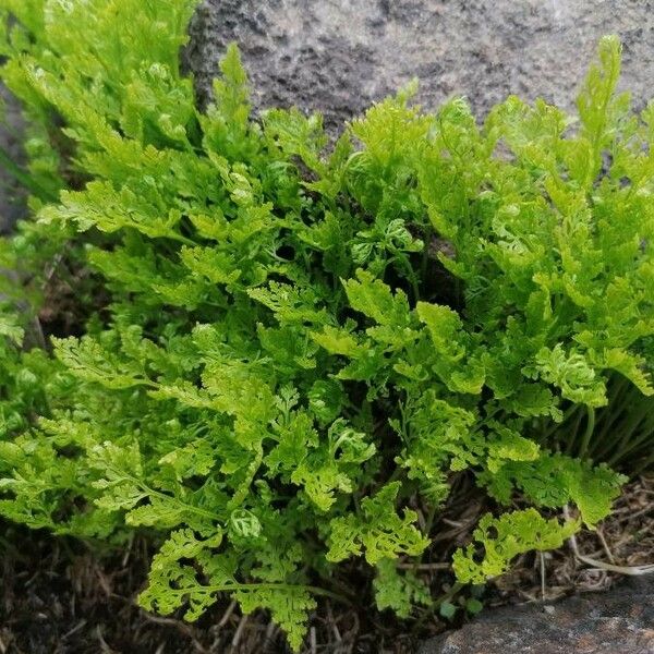 Cryptogramma crispa Blatt