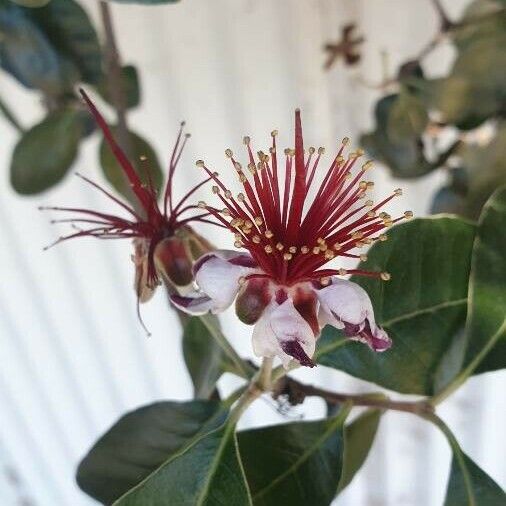 Acca sellowiana Flower