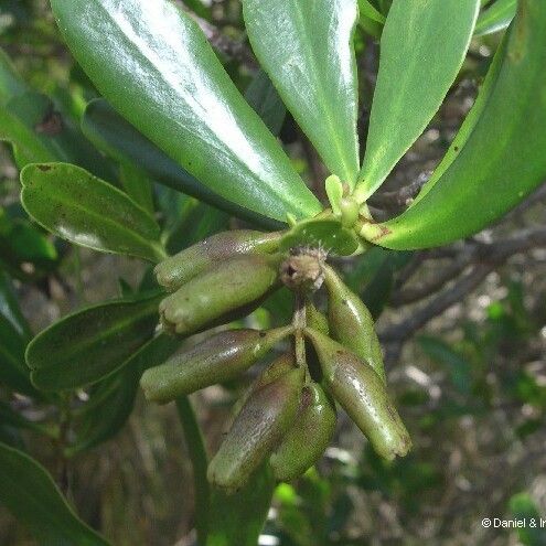 Lumnitzera littorea Плід