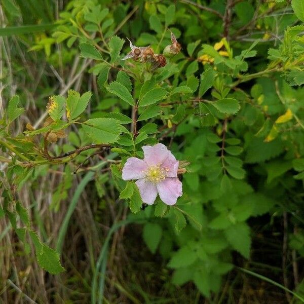 Rosa arkansana Floro