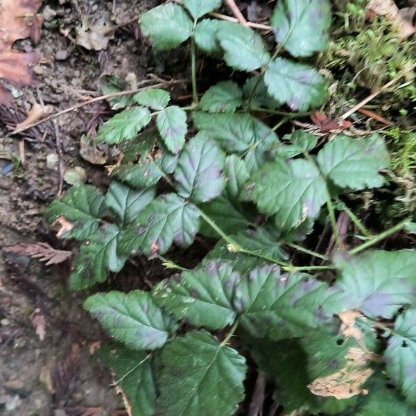 Rubus ursinus Leaf