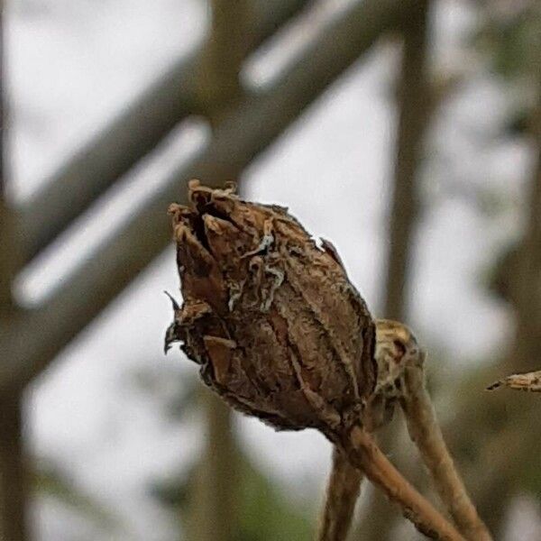 Silene noctiflora Fruit