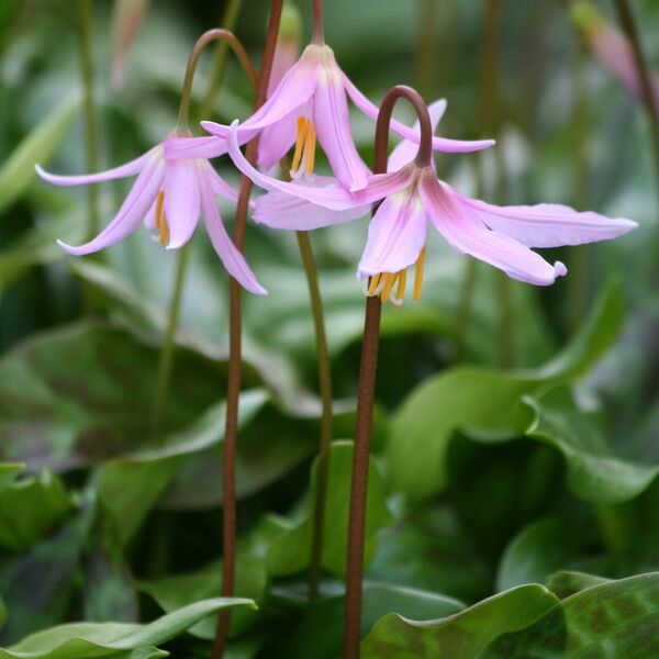 Erythronium revolutum Flor