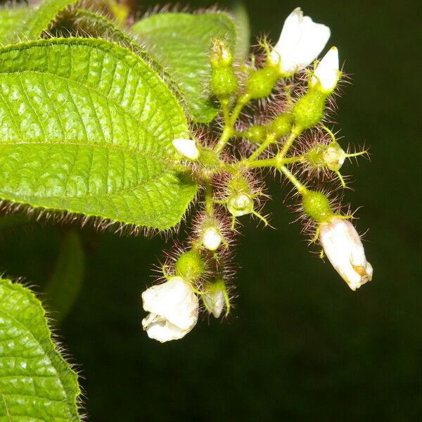 Miconia crenata Λουλούδι