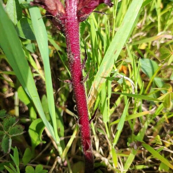 Orobanche sanguinea Bark