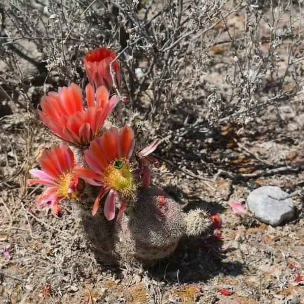 Echinocereus coccineus Leaf