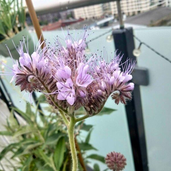 Phacelia tanacetifolia Blomma