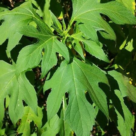 Tithonia diversifolia Hoja
