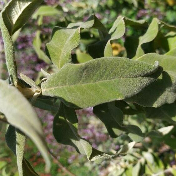 Buddleja salviifolia Other