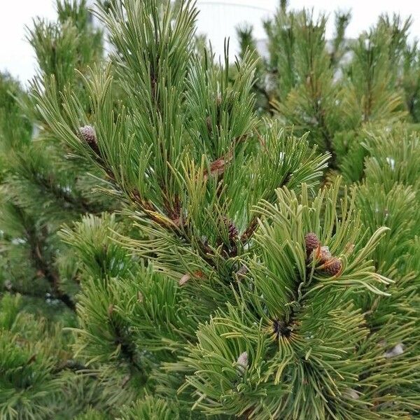 Pinus mugo Ліст