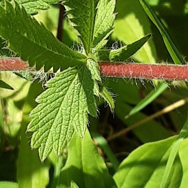 Potentilla recta Blad