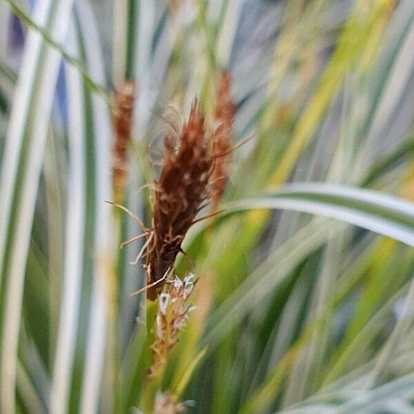 Carex ornithopoda Floro