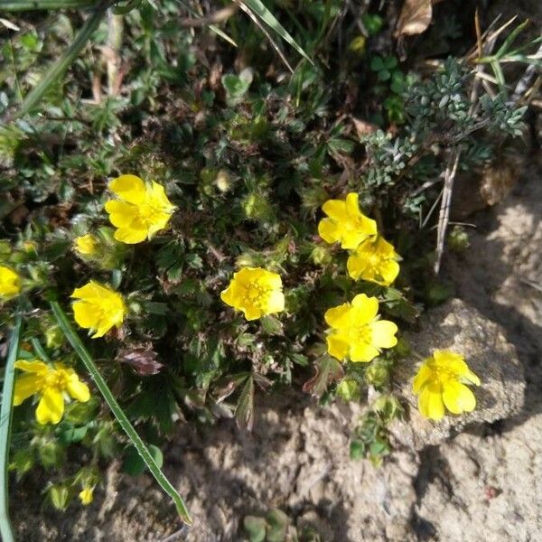 Potentilla pedata Flors