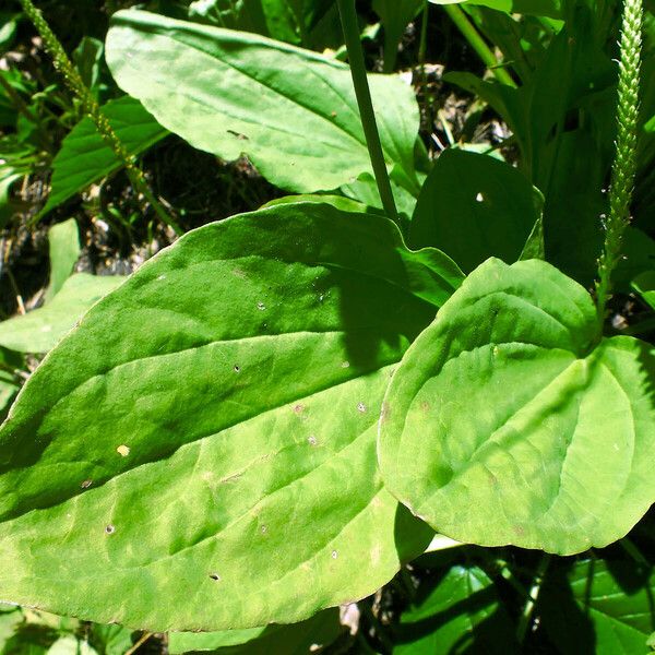 Plantago major Frunză