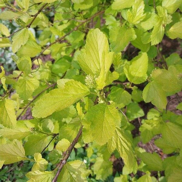 Physocarpus opulifolius Folla