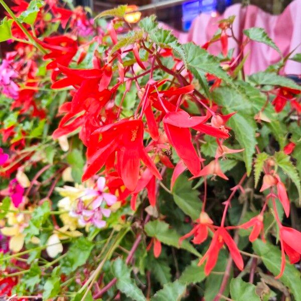 Begonia boliviensis Outro