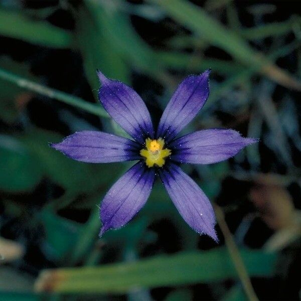 Sisyrinchium halophilum Flor