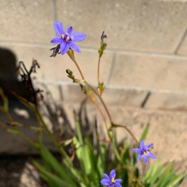 Aristea ecklonii Flower