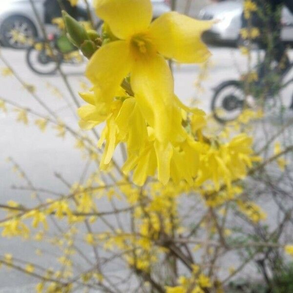 Forsythia suspensa Fleur