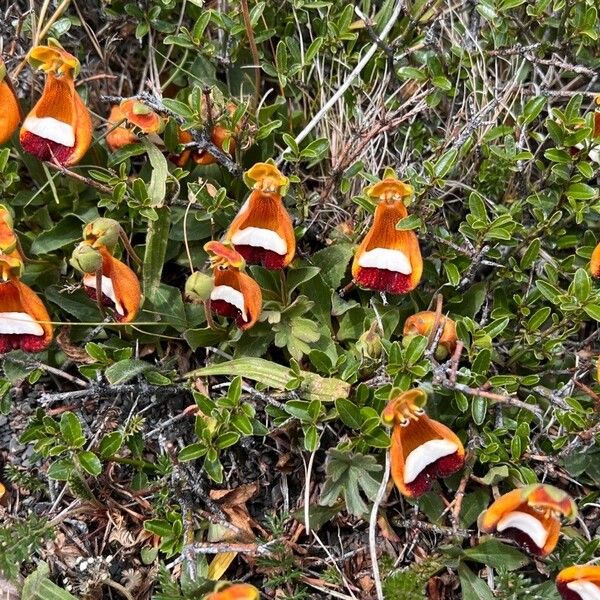 Calceolaria uniflora പുഷ്പം