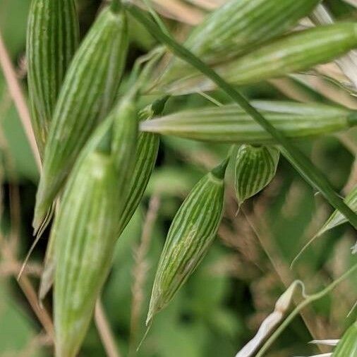 Avena sativa फूल