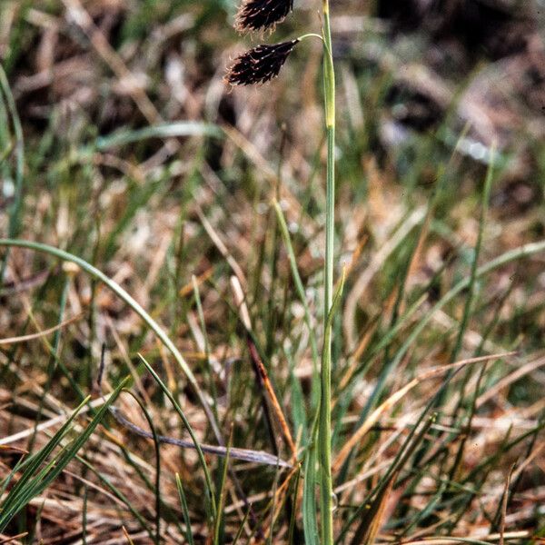 Carex atrofusca Vivejo