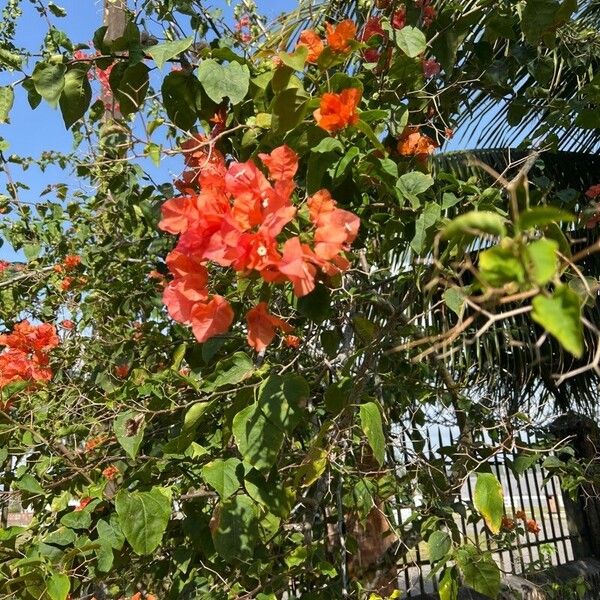 Bougainvillea × buttiana Цвят