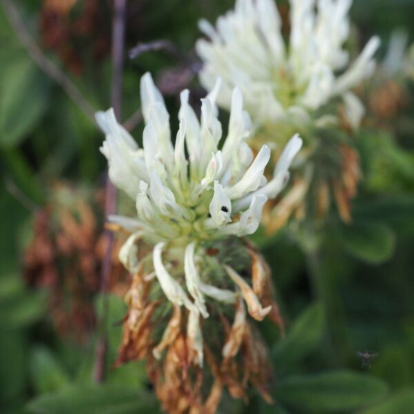 Trifolium ochroleucon Flor