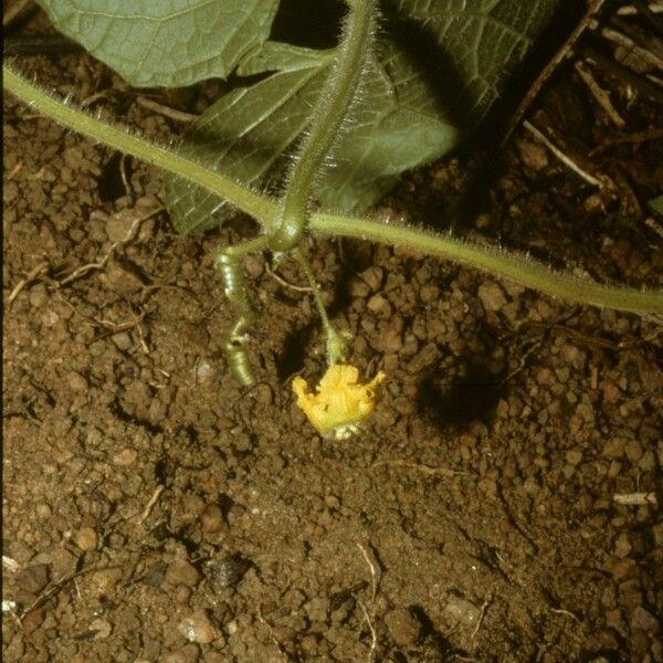 Cucumeropsis mannii Цвят