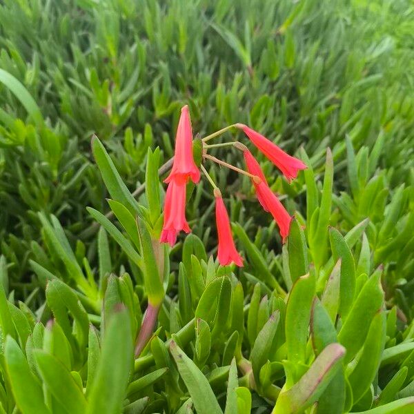 Phycella cyrtanthoides Flower