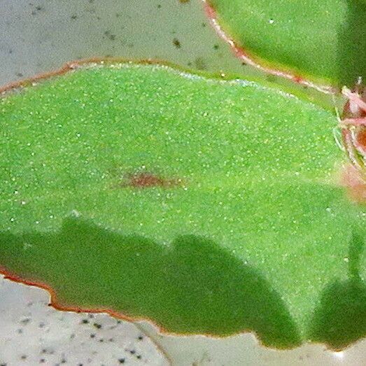 Euphorbia thymifolia Blad