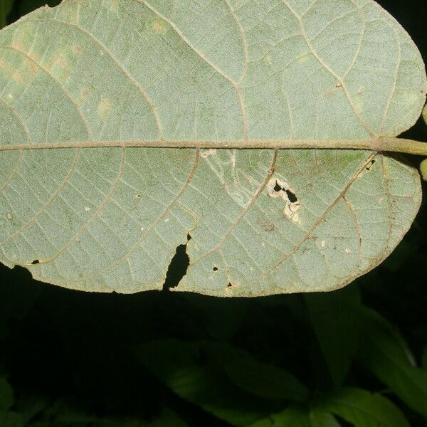 Croton billbergianus Leaf
