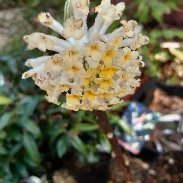 Edgeworthia chrysantha Fiore