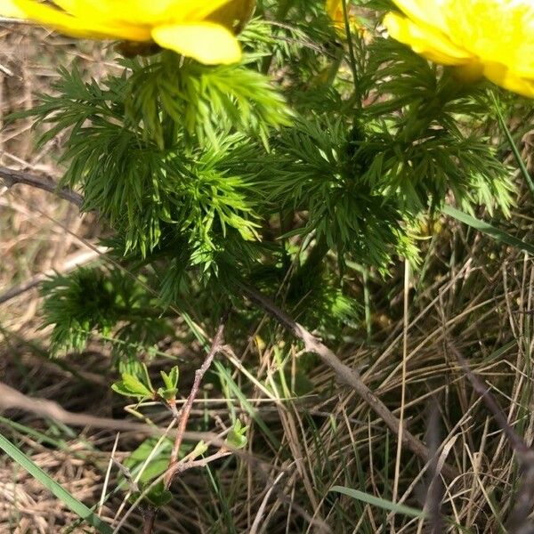 Adonis vernalis Φύλλο