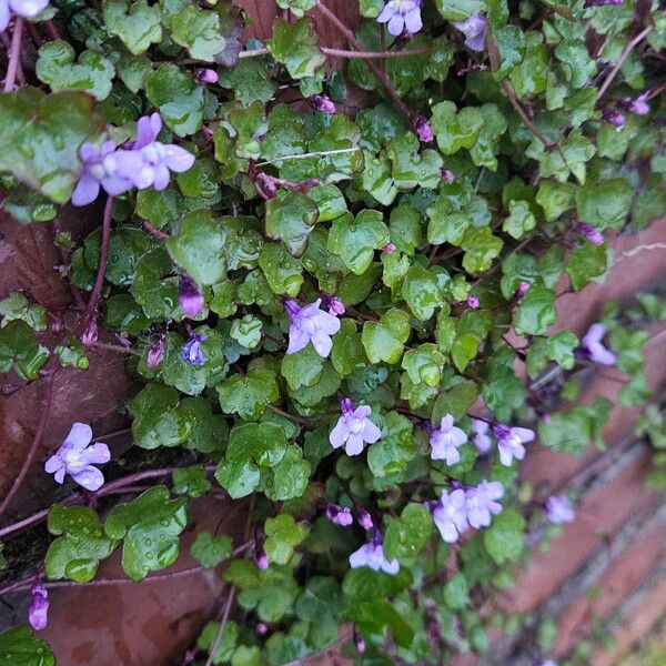 Cymbalaria muralis عادت داشتن