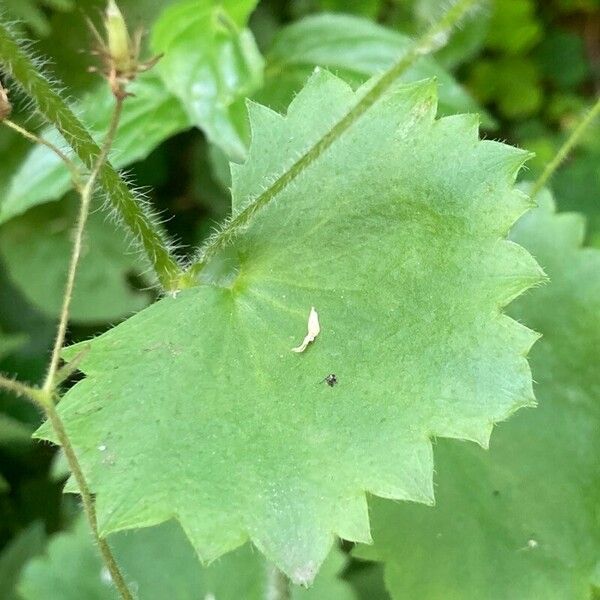 Saxifraga rotundifolia Лист