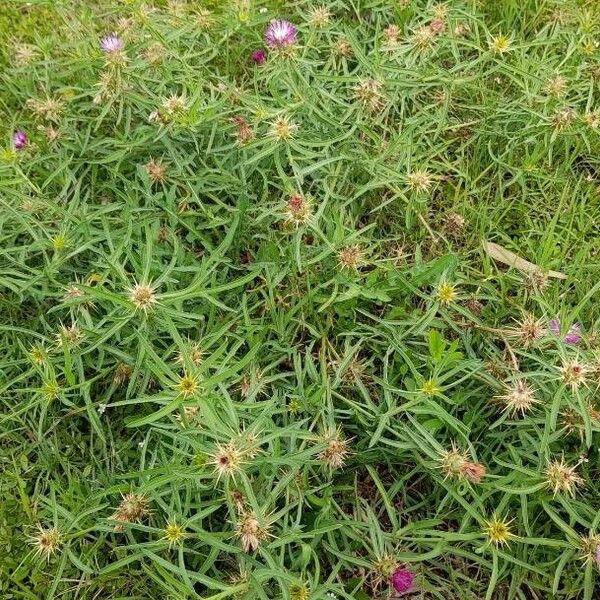 Centaurea calcitrapa Облик