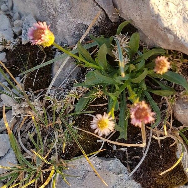 Erigeron alpinus Квітка