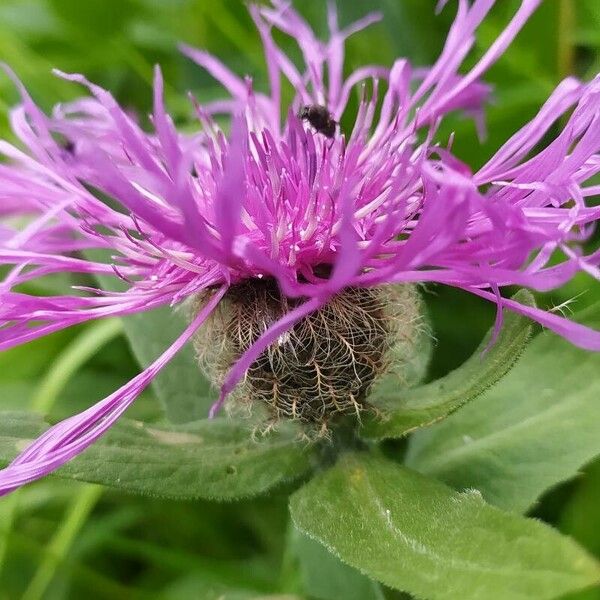 Centaurea nervosa Floro