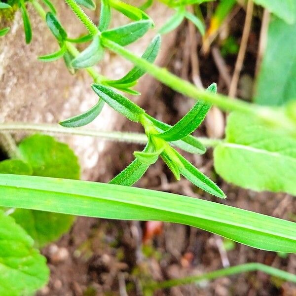 Cerastium alpinum Leaf